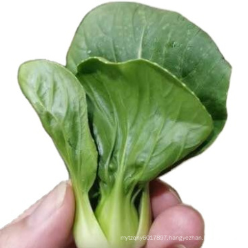 Chinese  Asian vegetable green cabbage pakchoy seeds 1kg/bag